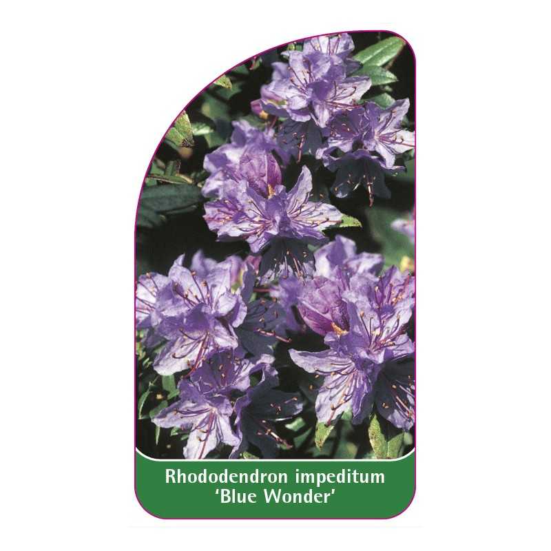 rhododendron-impeditum-blue-wonder-1