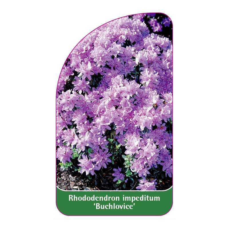 rhododendron-impeditum-buchlovice-standard1