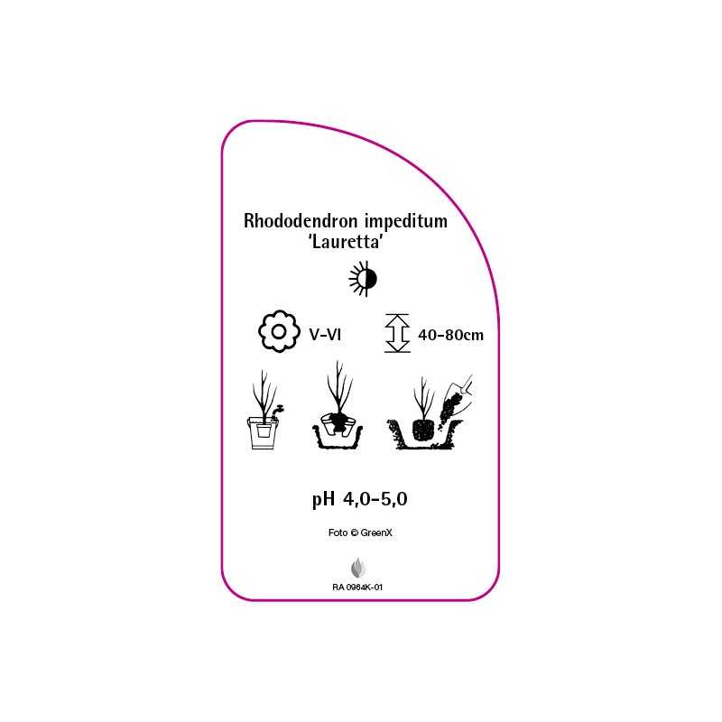 rhododendron-impeditum-lauretta-mini0