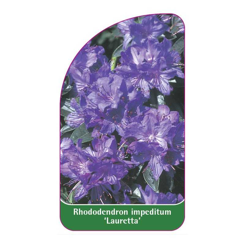 rhododendron-impeditum-lauretta-standard1