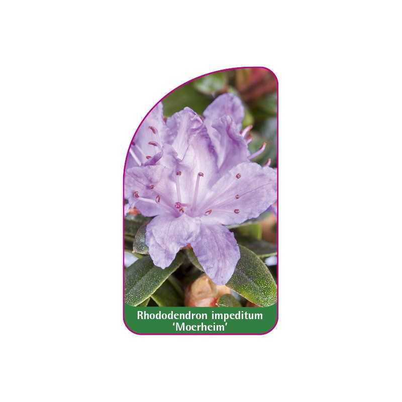 rhododendron-impeditum-moerheim-1