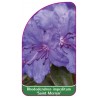 rhododendron-impeditum-saint-merryn-1