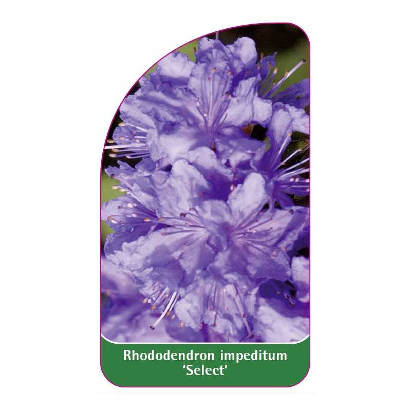 rhododendron-impeditum-select-1