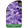 rhododendron-impeditum-select-1