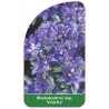 rhododendron-impeditum-violetta-1