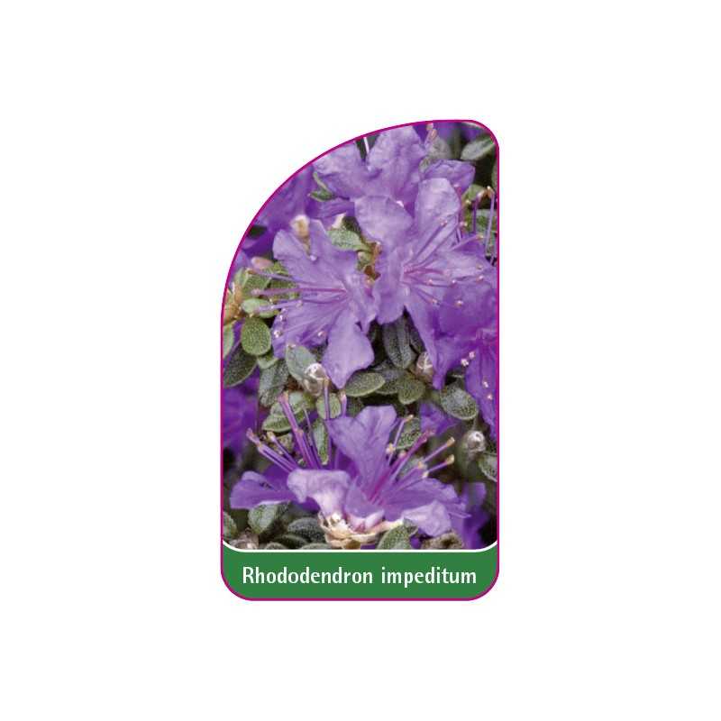 rhododendron-impeditum-a1
