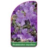 rhododendron-impeditum-a1