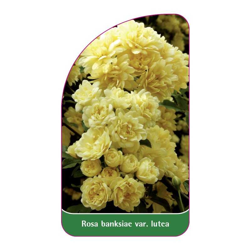 rosa-banksiae-var-lutea1