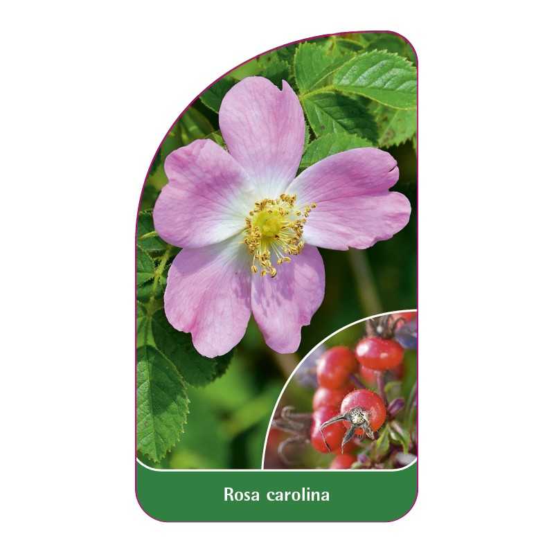rosa-carolina1
