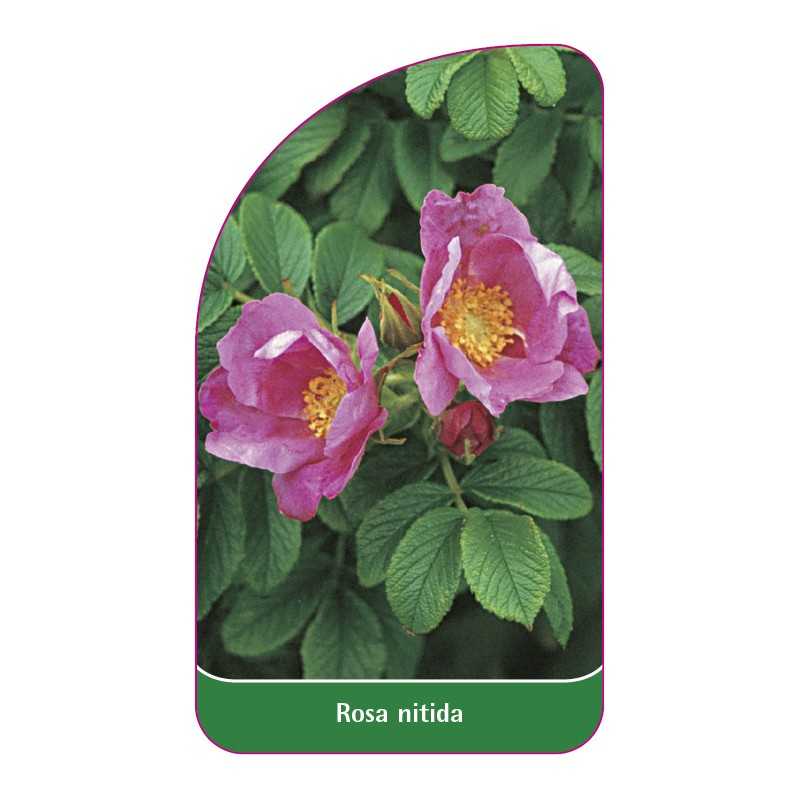 rosa-nitida1