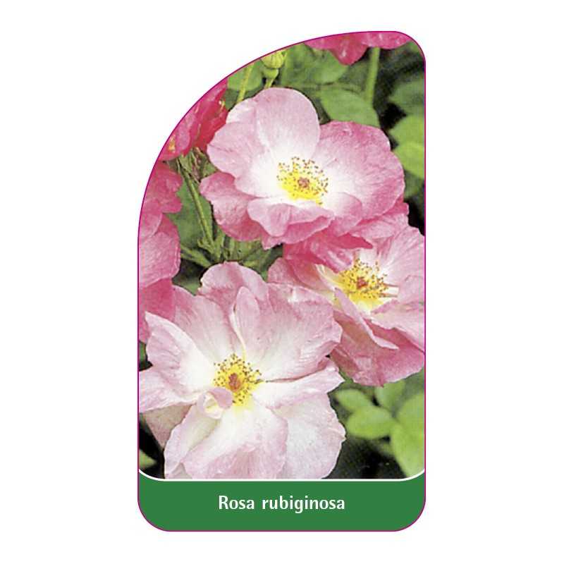rosa-rubiginosa1