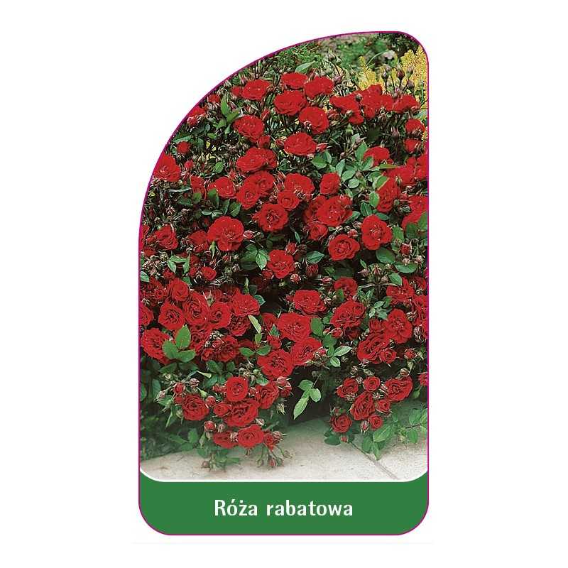 roza-rabatowa-100-a1