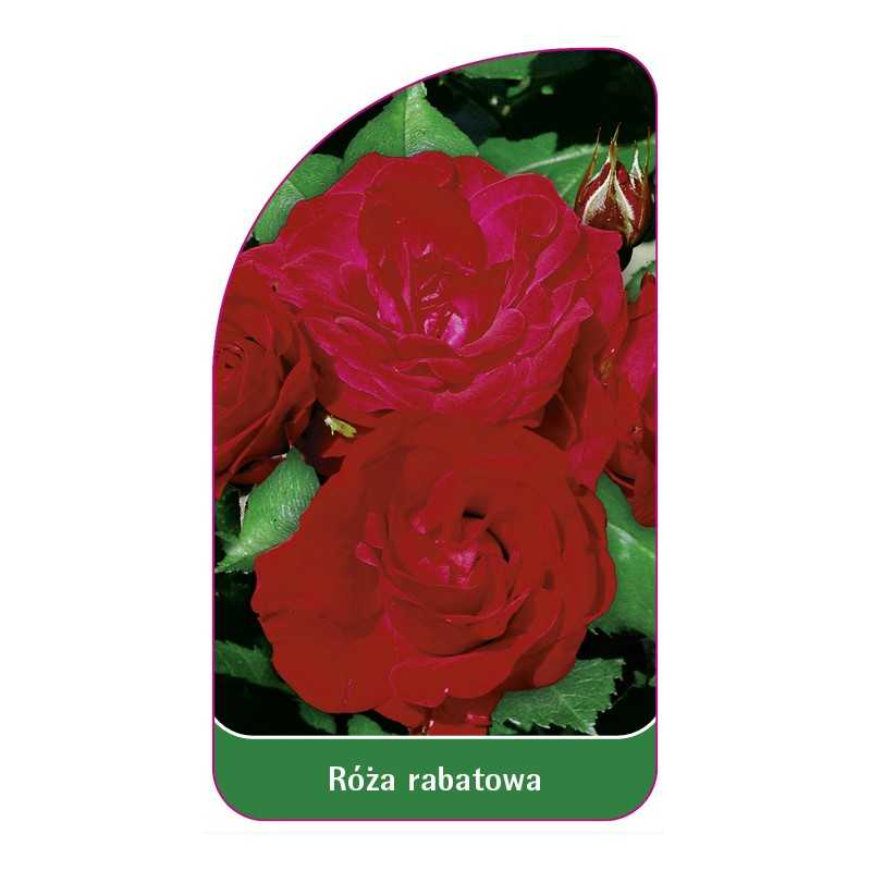 roza-rabatowa-100-b1