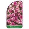 roza-rabatowa-101-a1