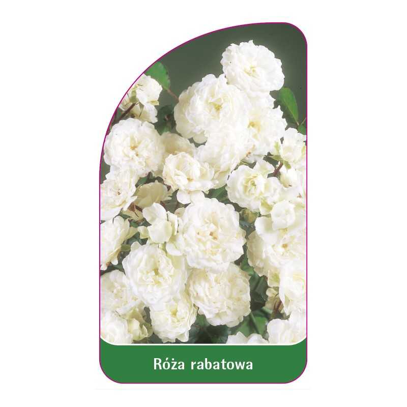 roza-rabatowa-103-a-standard1