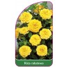 roza-rabatowa-104-b1