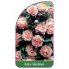 roza-rabatowa-106-a1