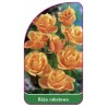 roza-rabatowa-107-a1