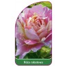roza-rabatowa-108-b1
