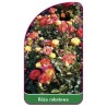 roza-rabatowa-110-a1