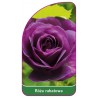 roza-rabatowa-1121