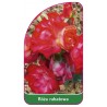 roza-rabatowa-1141
