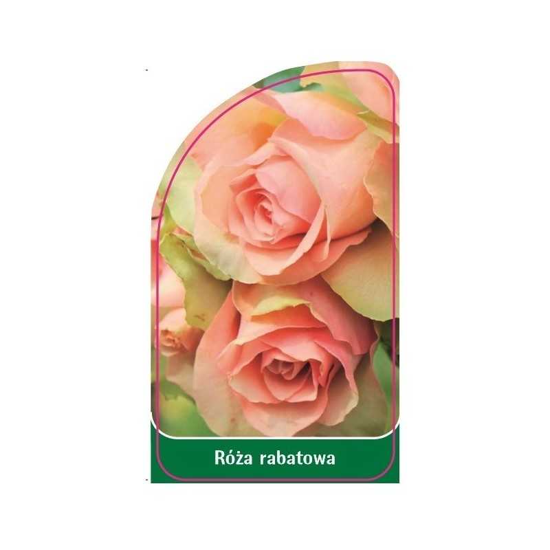 roza-rabatowa-1151