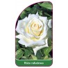 roza-rabatowa-1161