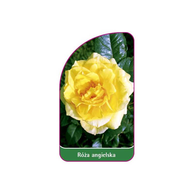 roza-angielska-5011
