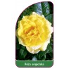 roza-angielska-5011