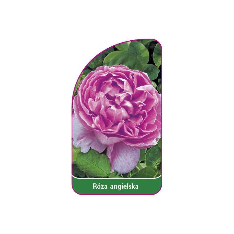 roza-angielska-5021