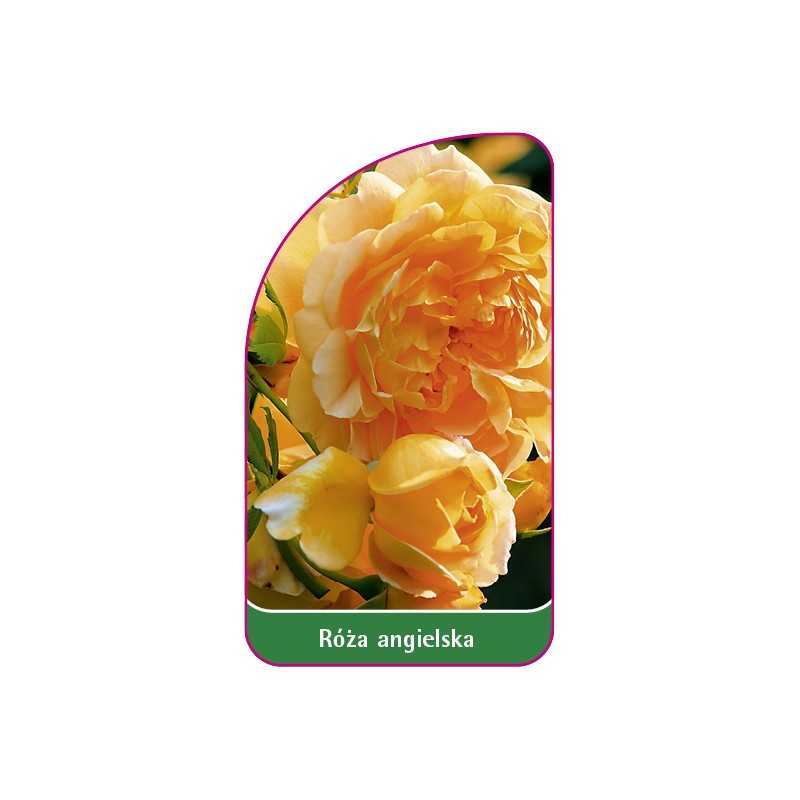 roza-angielska-5051