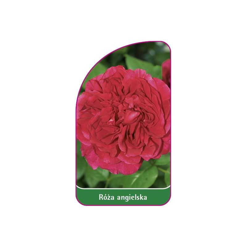 roza-angielska-5061