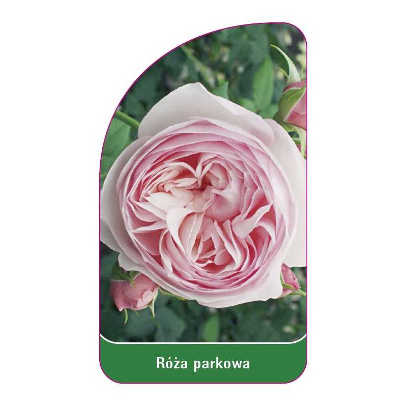 roza-parkowa-401-standard1