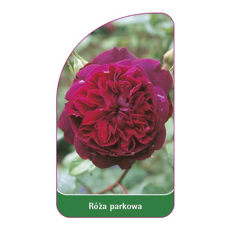 roza-parkowa-402-standard1