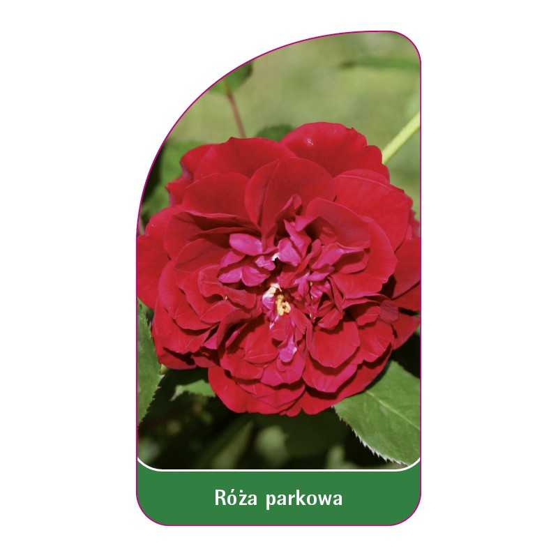roza-parkowa-404-standard1