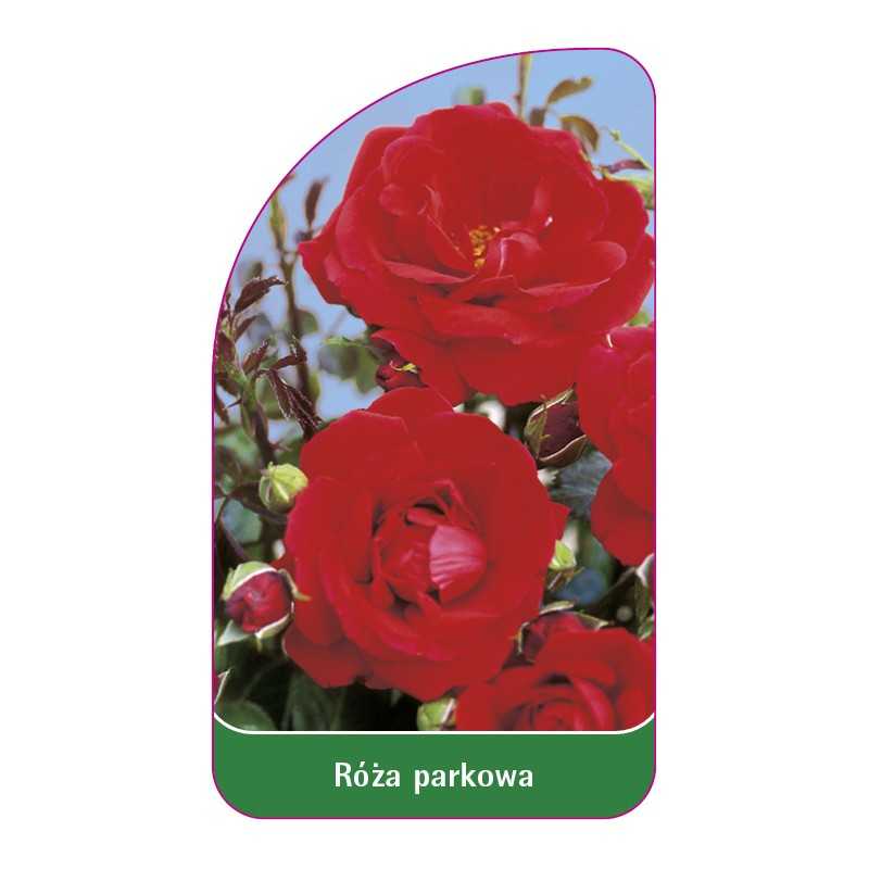 roza-parkowa-407-standard1