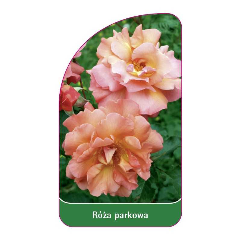 roza-parkowa-410-standard1