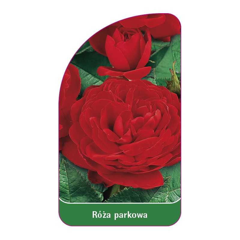 roza-parkowa-411-standard1