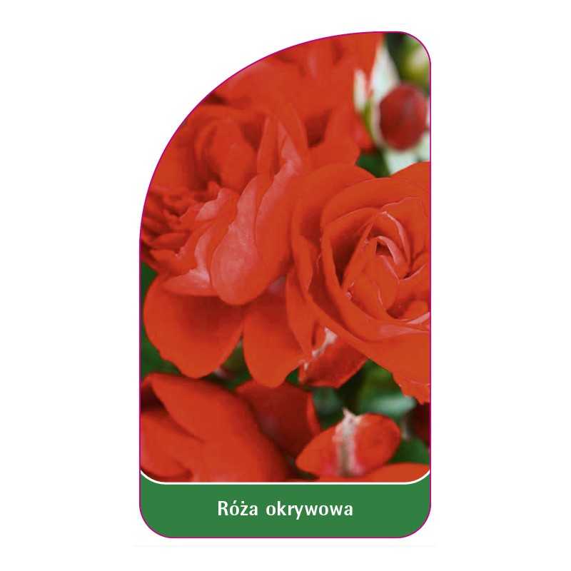 roza-okrywowa-2941