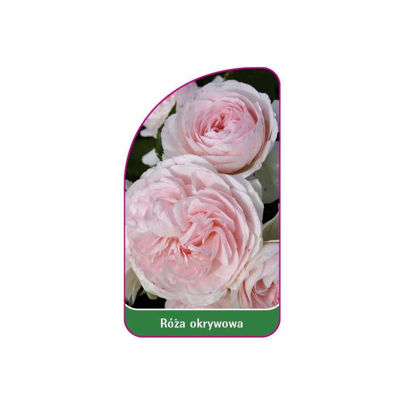 roza-okrywowa-308-b1