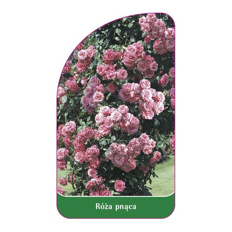 roza-pnaca-311-a-mini1