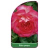roza-pnaca-330-mini1