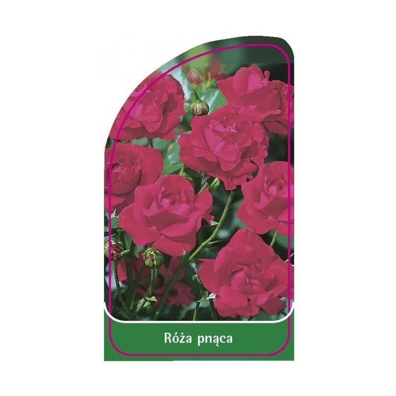 roza-pnaca-323-mini1