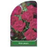 roza-pnaca-323-mini1