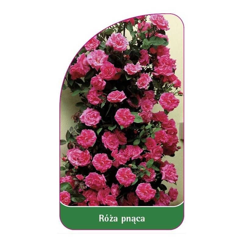 roza-pnaca-321-b-standard1