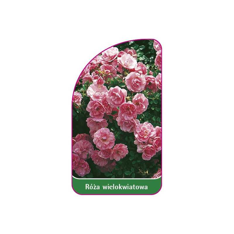 roza-wielokwiatowa-261-b1