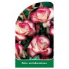 roza-wielokwiatowa-2661