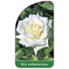 roza-wielkokwiatowa-200-mini1