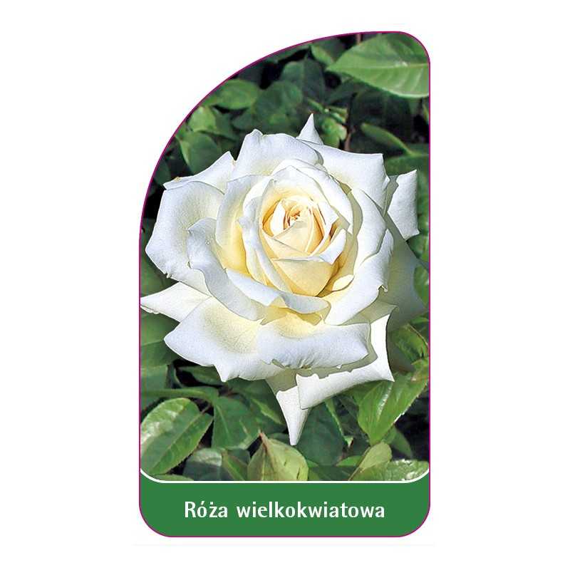 roza-wielkokwiatowa-200-standard1